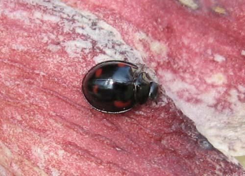 Réf. 19 461 : Exochomus quadripustulatus
