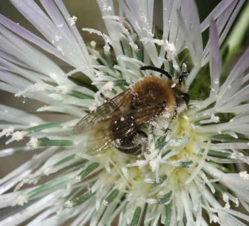 Colletes sp.