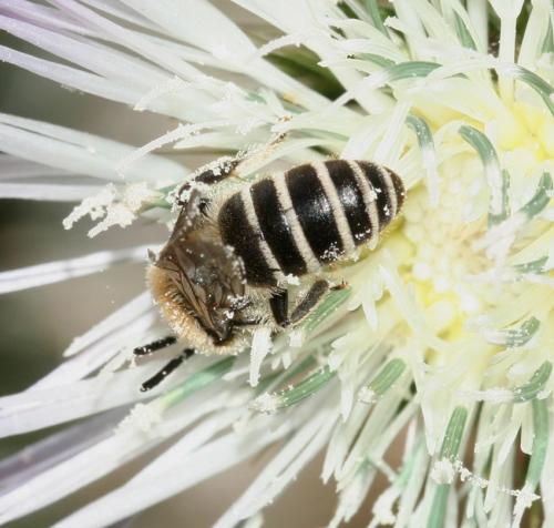 Réf. 19 391 : Colletes sp.