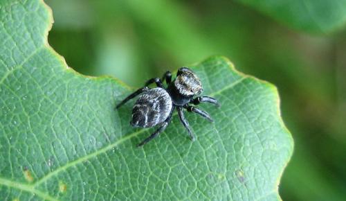 Evarcha sp.