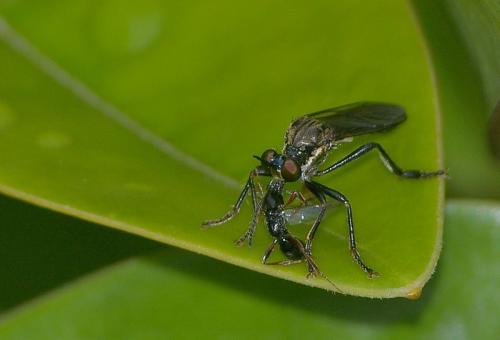 Dioctria sp.