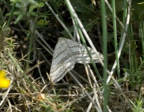 Scotopteryx coarctaria