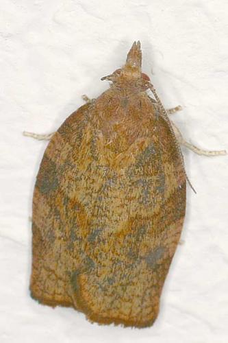 Réf. 19 449 : Pandemis sp.