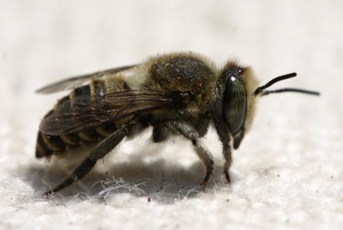 Megachile sp.