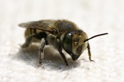 Megachile sp.