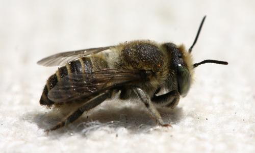 Réf. 19 576 : Megachile sp.