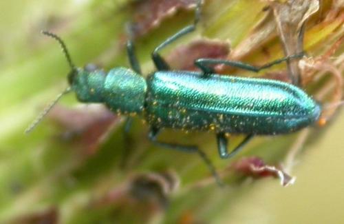 Psilothrix viridicoerulea