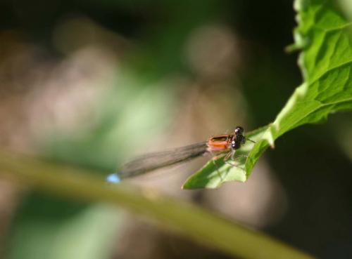 Ischnura elegans