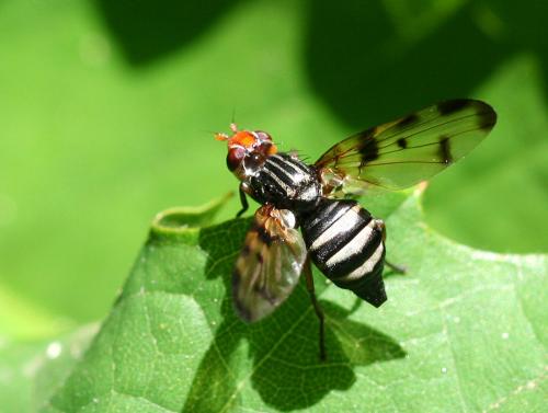 Otites porcus