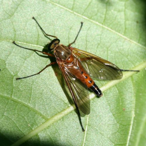Réf. 19 462 : Rhagio tringarius