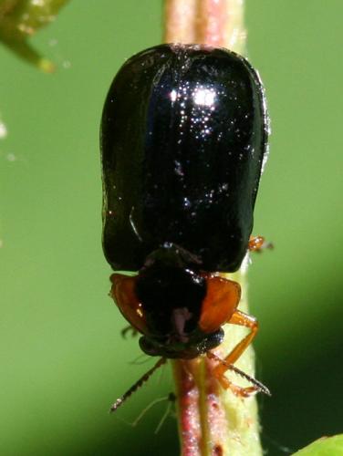 Réf. 19 485 : Smaragdina sp.