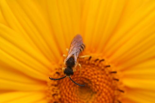 Halictus scabiosae