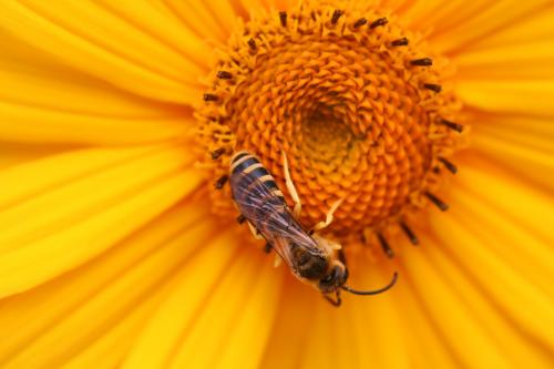 Halictus scabiosae
