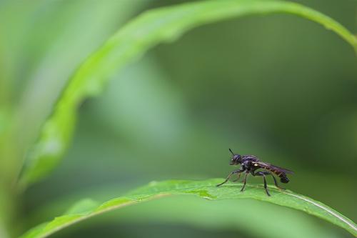 Choerades sp.