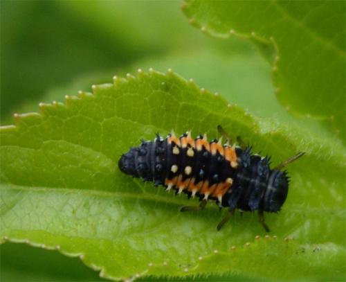 Réf. 19 526 : Harmonia axyridis