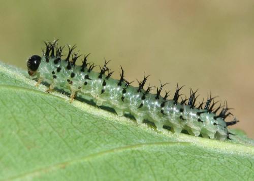 Réf. 19 291 : Periclista sp.