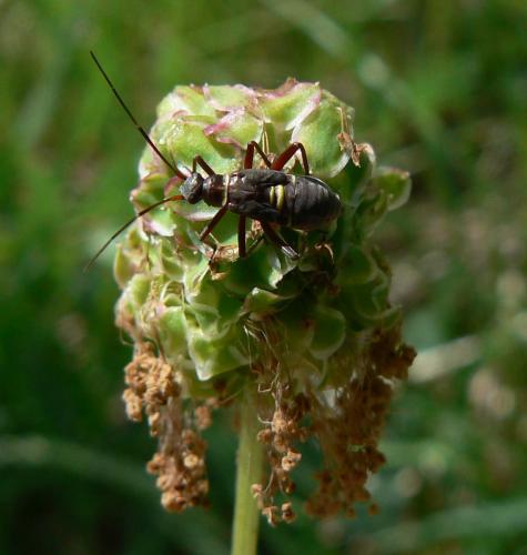 Hadrodemus m-flavum