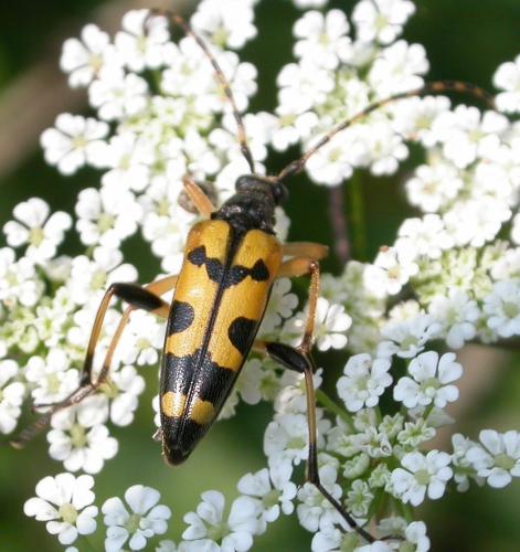 Réf. 19 771 : Rutpela maculata