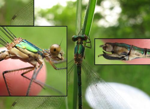 Lestes dryas