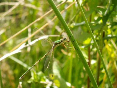 Lestes barbarus