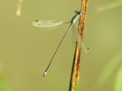 Lestes tenuatus