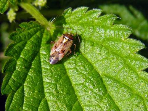Lygus sp.