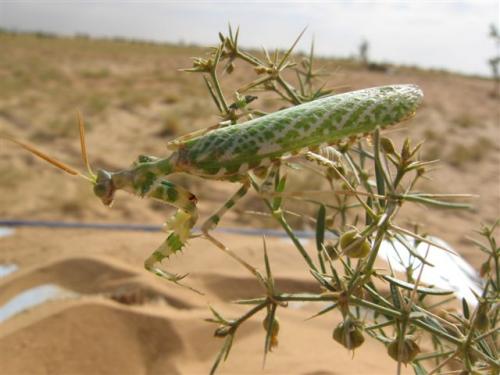 Réf. 19 440 : Blepharopsis mendica