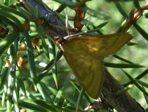 Mecyna sp.