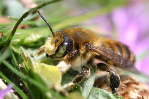 Megachile sp.