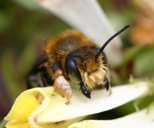 Réf. 19 292 : Megachile sp.