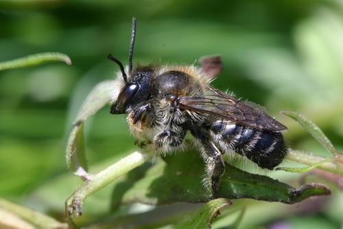 Réf. 19 130 : Megachile sp.