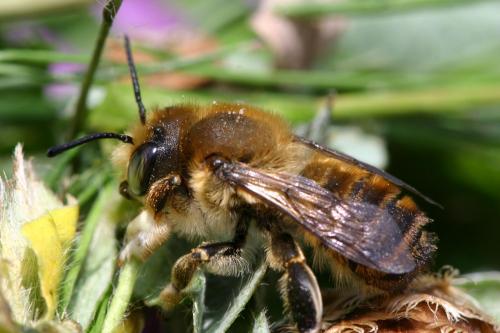 Megachile sp.