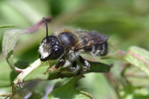 Réf. 19 131 : Megachile sp.