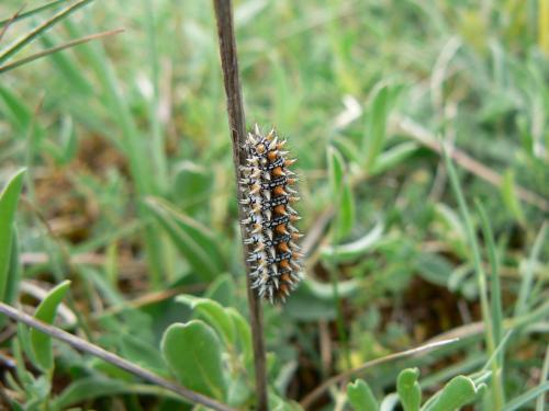 Melitaea didyma