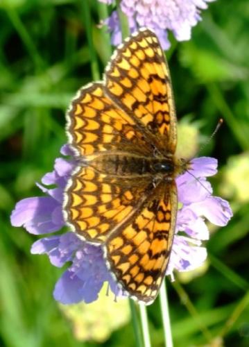Melitaea athalia