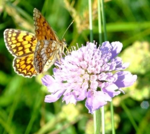 Melitaea athalia