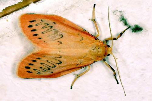 Miltochrista miniata