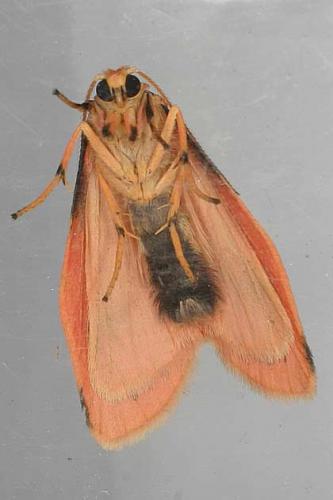 Miltochrista miniata