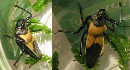 Rhynocoris schoutedeni
