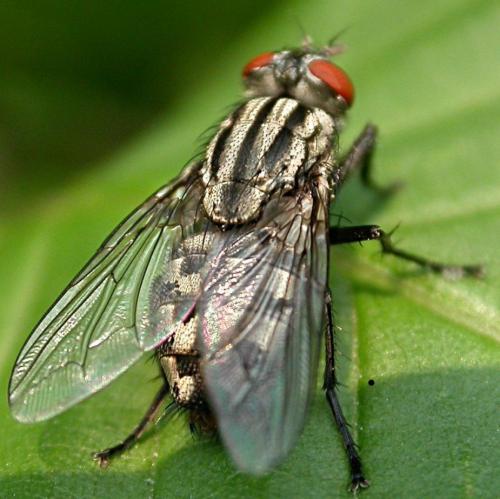 Sarcophaga sp.