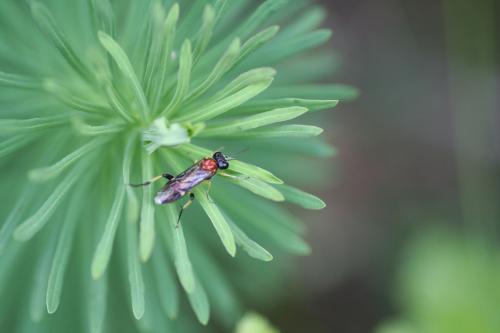 Macrophya teutona