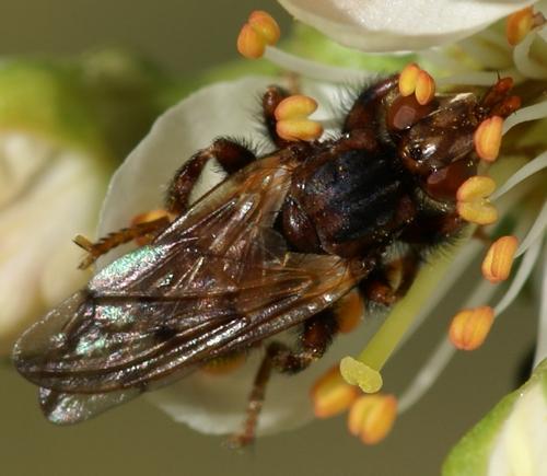 Myopa sp.