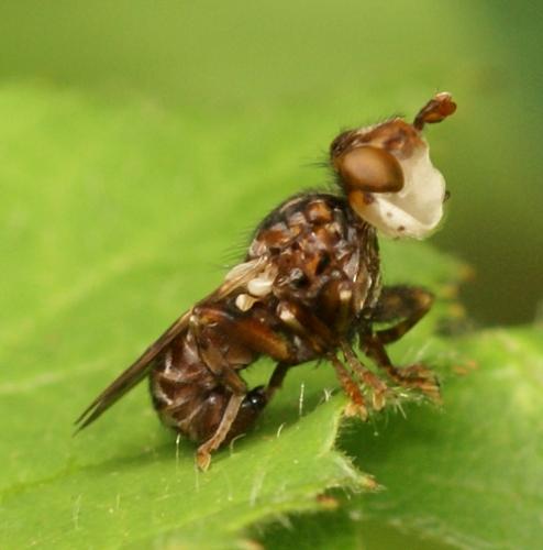 Myopa buccata
