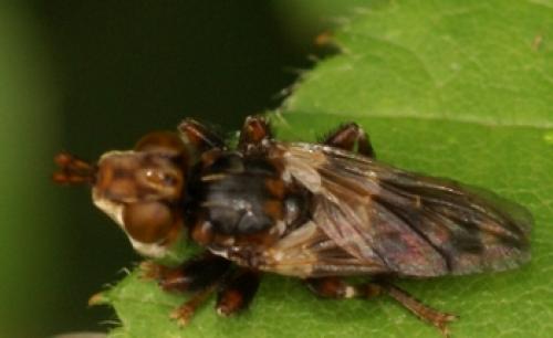 Myopa buccata