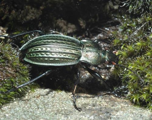 Carabus cancellatus