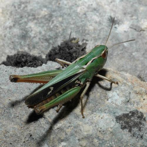 Réf. 19 661 : Stenobothrus lineatus lineatus