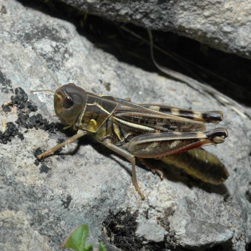 Arcyptera microptera carpentieri