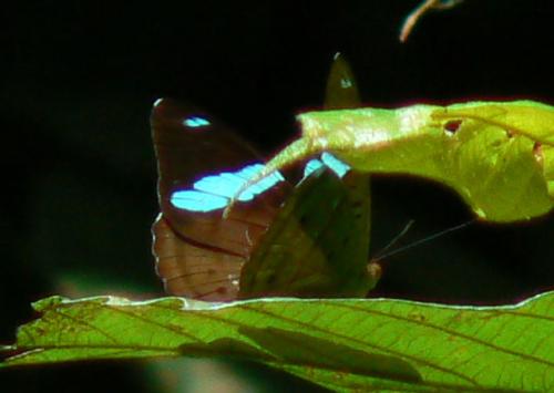 Nessaea sp.
