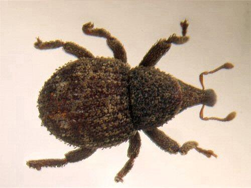 Réf. 19 237 : Echinodera peragalloi