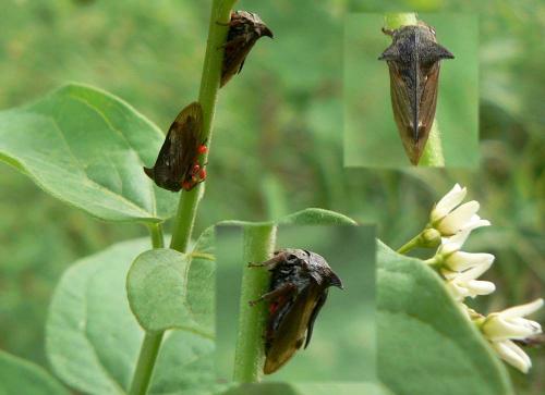 Centrotus cornutus